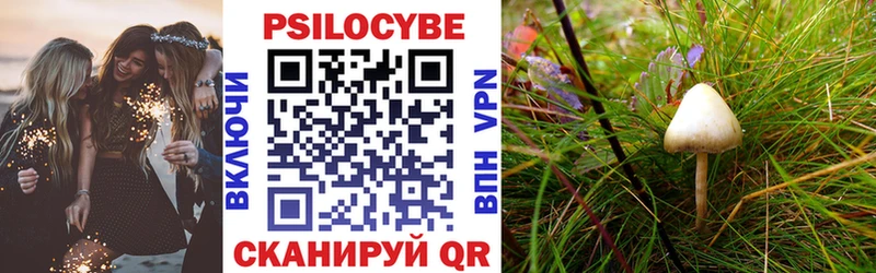 Галлюциногенные грибы Psilocybe  Купить где  Камызяк 